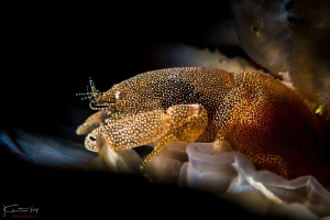 Giant clam shrimp by Kelvin H.y. Tan 